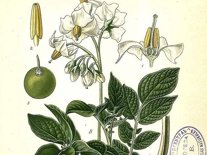 Solanum tuberosum (Masclef, A., Atlas des plantes de France)