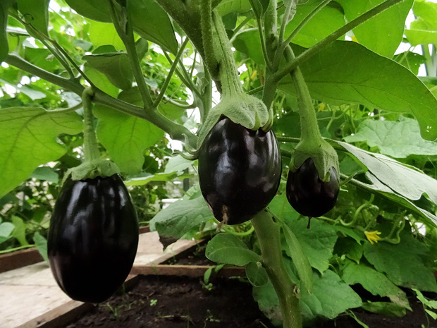 Паслён темноплодный - Solanum melongena
