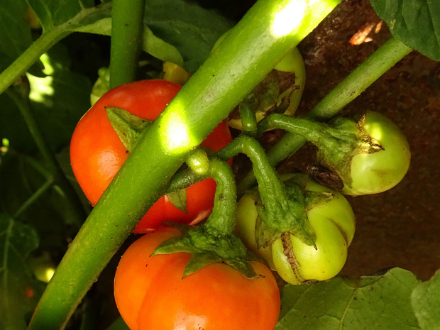 Паслён упоро - Solanum uporo