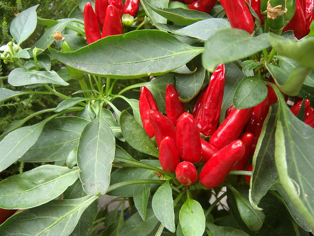 Перец овощной однолетний - Capsicum annuum