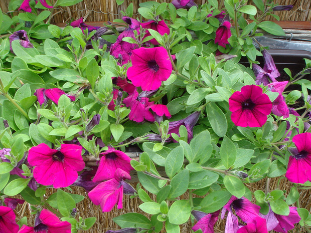 Петуния x гибридная - Petunia x hybrida