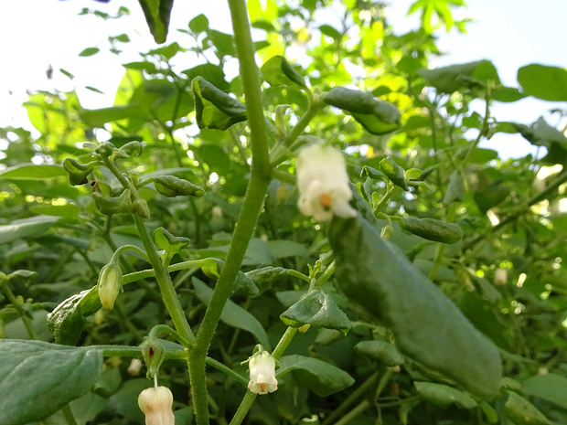 Сальпихроя душицелистная - Salpichroa origanifolia
