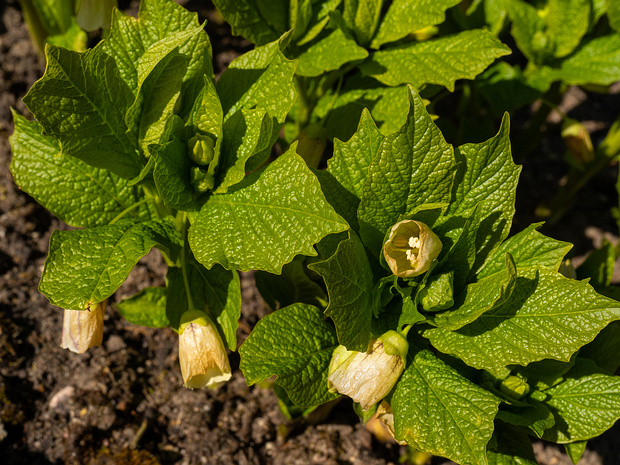 Скополия карниолийская подвид Хладника - Scopolia carniolica subsp. hladnikiana