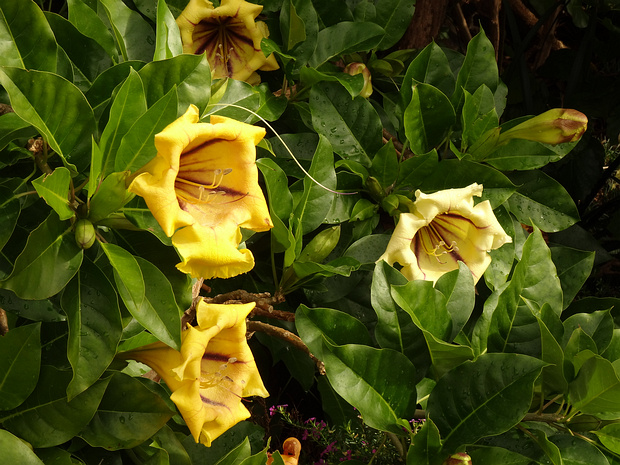 Соландра крупнейшая - Solandra maxima
