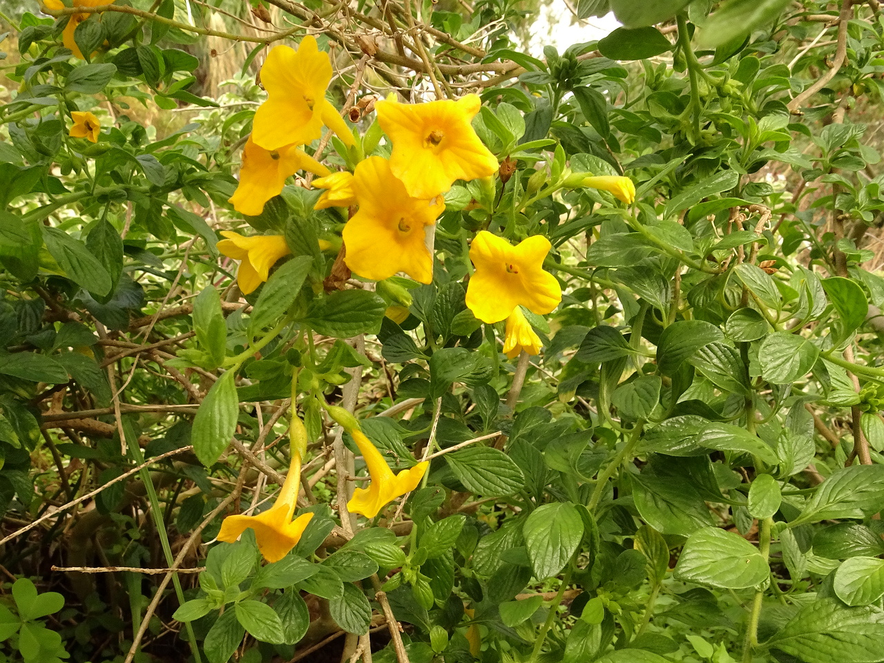 DSC07484