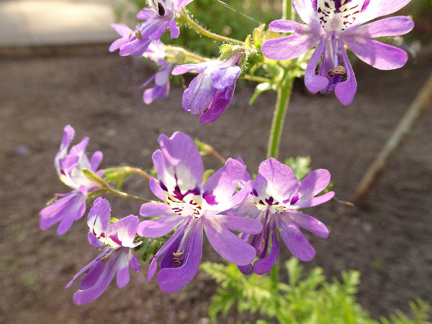 Схизантус перистый - Schizanthus pinnatus