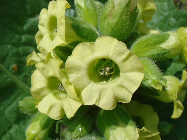 Табак деревенский - Nicotiana rustica