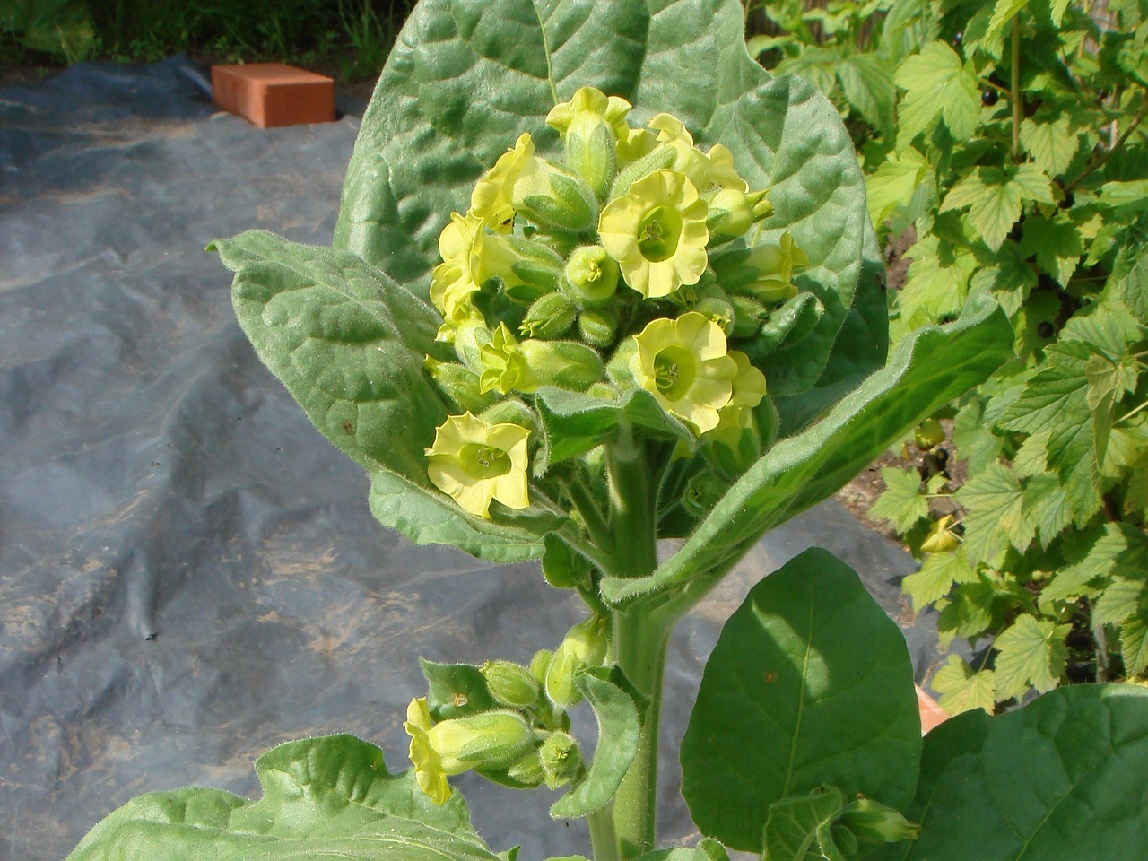 DSC00838