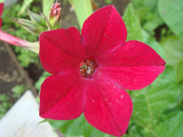 Табак крылатый - Nicotiana alata