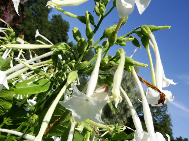 Табак лесной - Nicotiana sylvestris