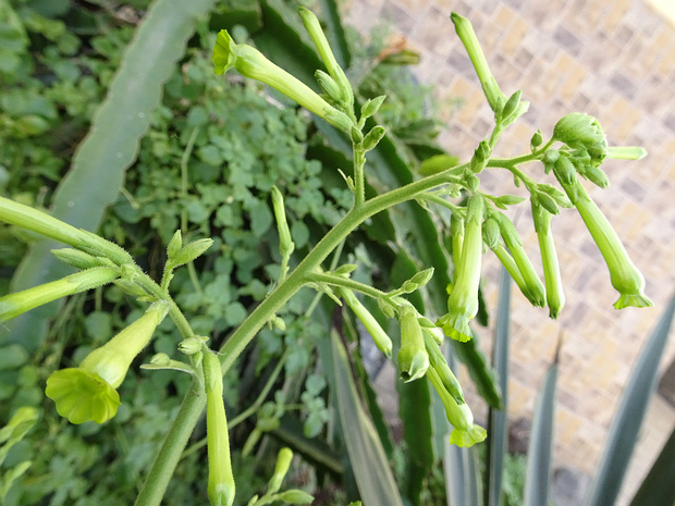 Табак метельчатый - Nicotiana paniculata