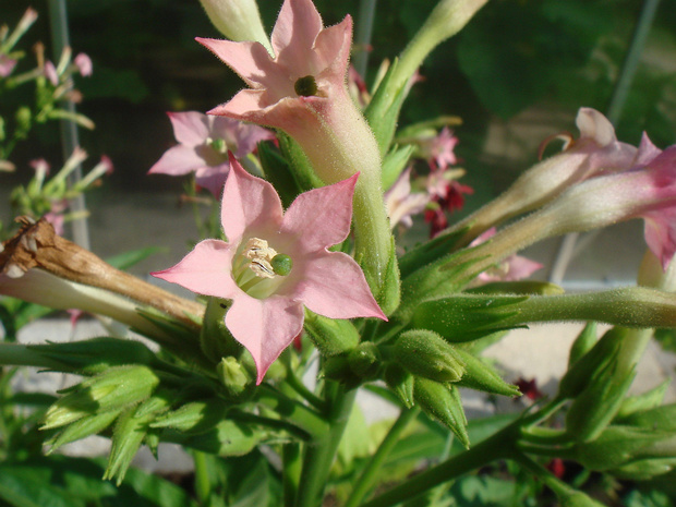 Табак обыкновенный 'Маленький голландец' - Nicotiana tabacum 'Little Dutch'