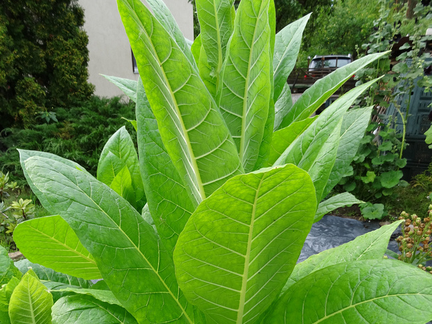 Табак обыкновенный - Nicotiana tabacum