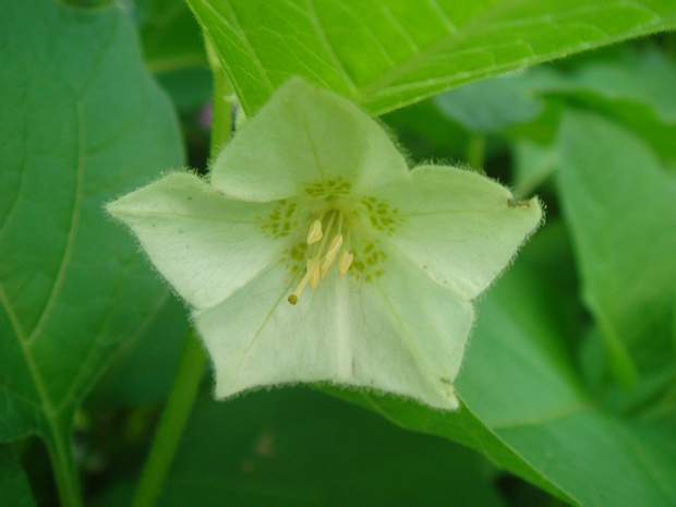 Физалис обыкновенный - Physalis alkekengi