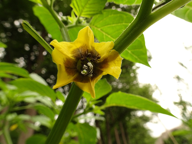 Физалис овощной, Томатилло - Physalis philadelphica
