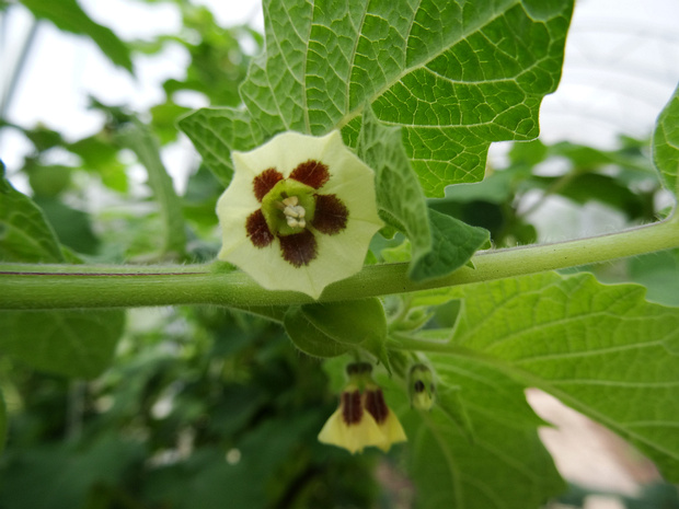 Физалис пушистый - Physalis pubescens