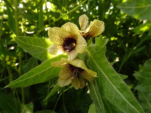 Паслёновые - Solanaceae The Solanaceae, or nightshades, are an economically important family of flowering plants. The family ranges from annual...