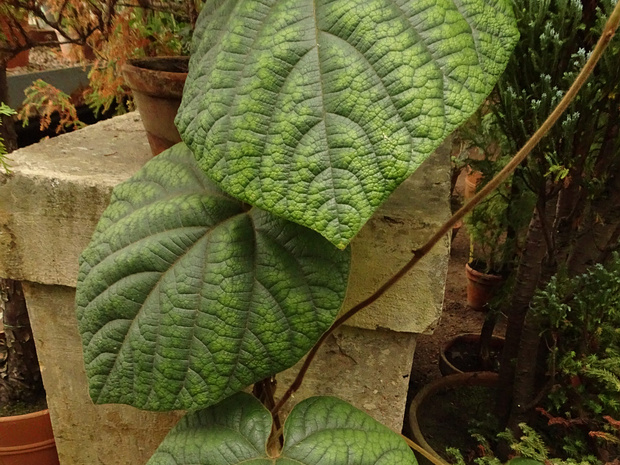 Кирказон гуансийский - Aristolochia kwangsiensis