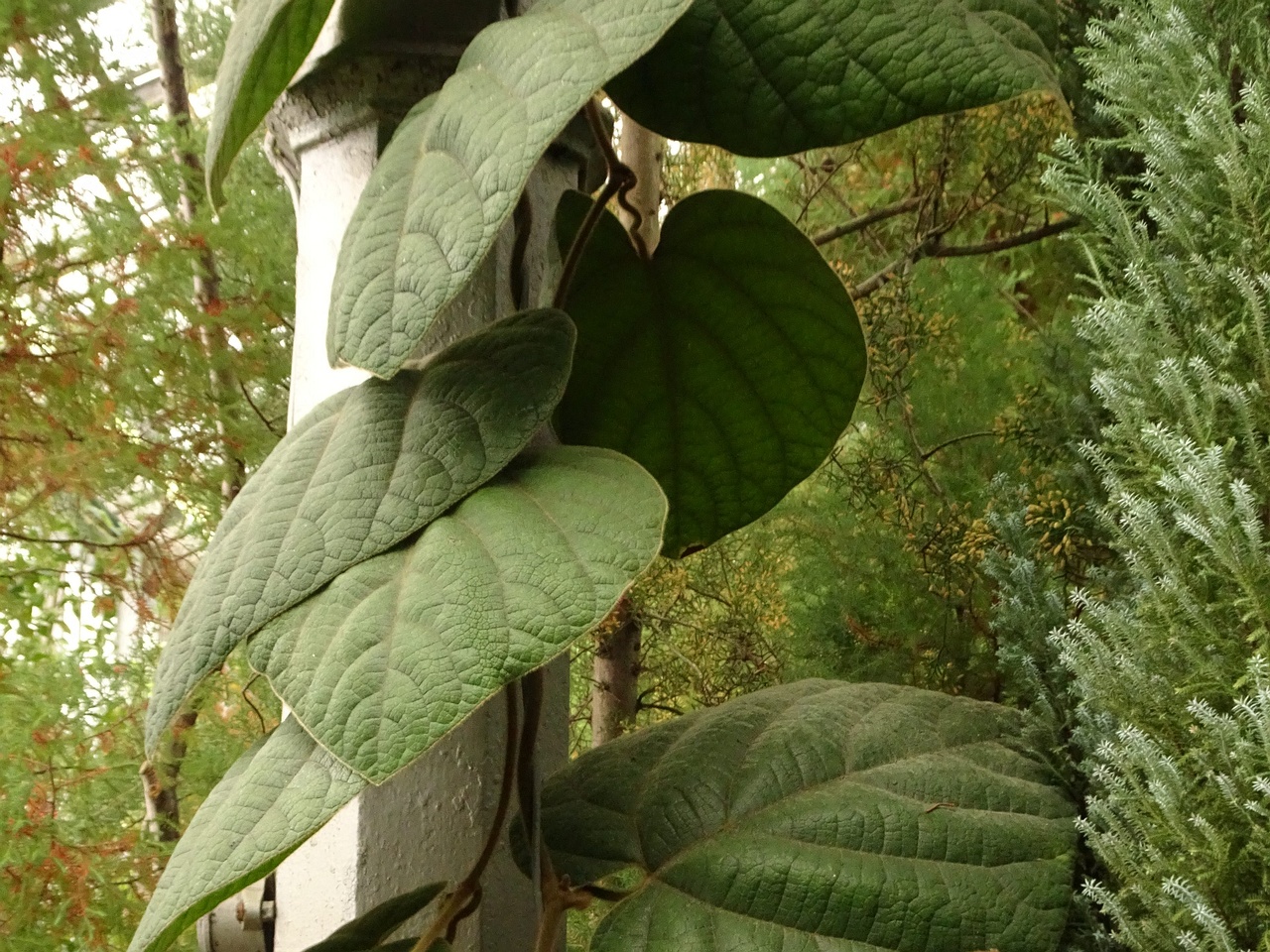DSC01547