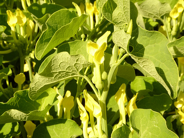 Кирказон ломоносовидный - Aristolochia clematitis