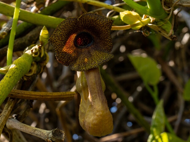 Кирказоновые - Aristolochiaceae