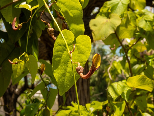 Кирказон вечнозелёный - Aristolochia sempervirens