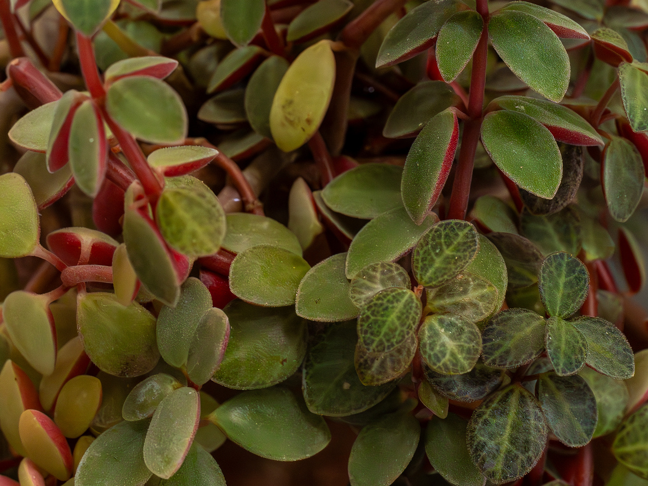 !Peperomia verticillata 'Red Log'_2025-04-12_1-3