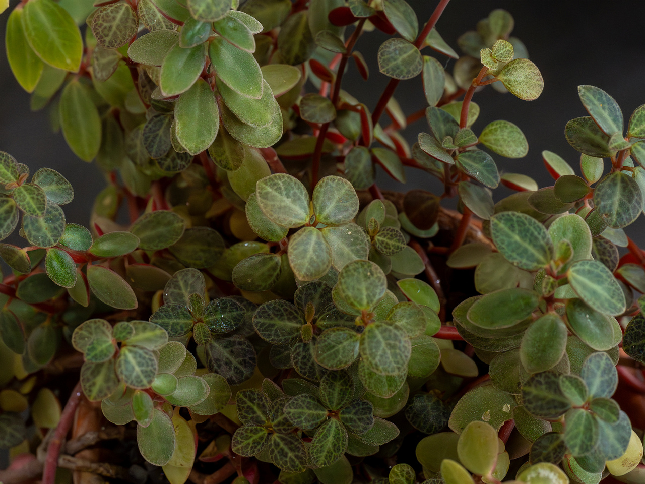 Peperomia verticillata 'Red Log'_2025-04-12_1-1