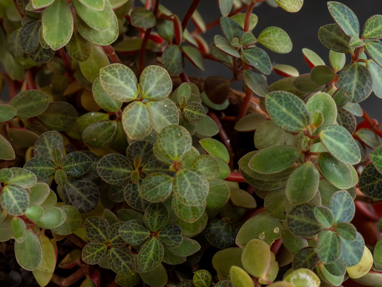 Peperomia verticillata 'Red Log'_2025-04-12_1-2