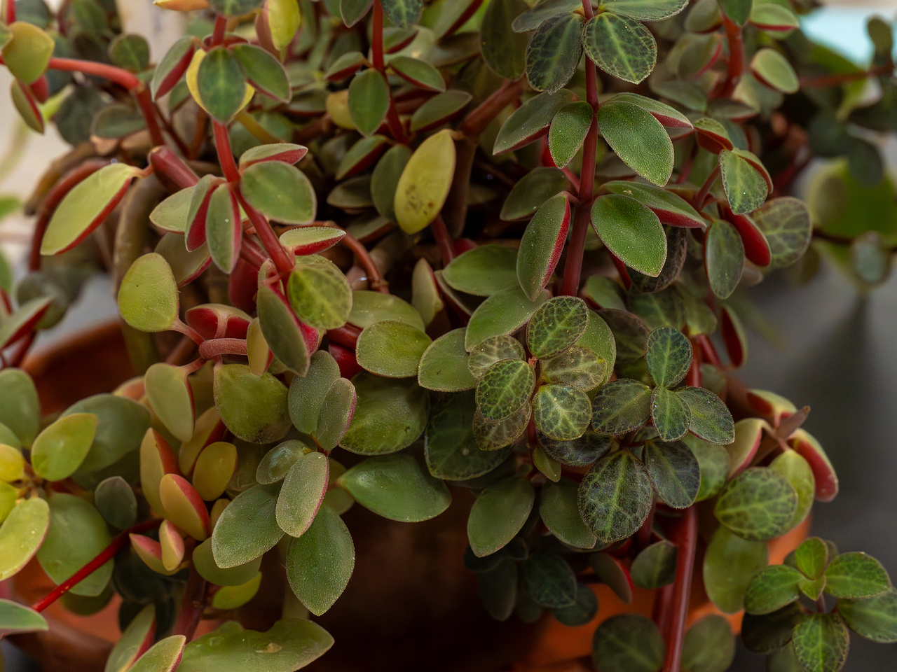 Peperomia verticillata 'Red Log'_2025-04-12_1-4