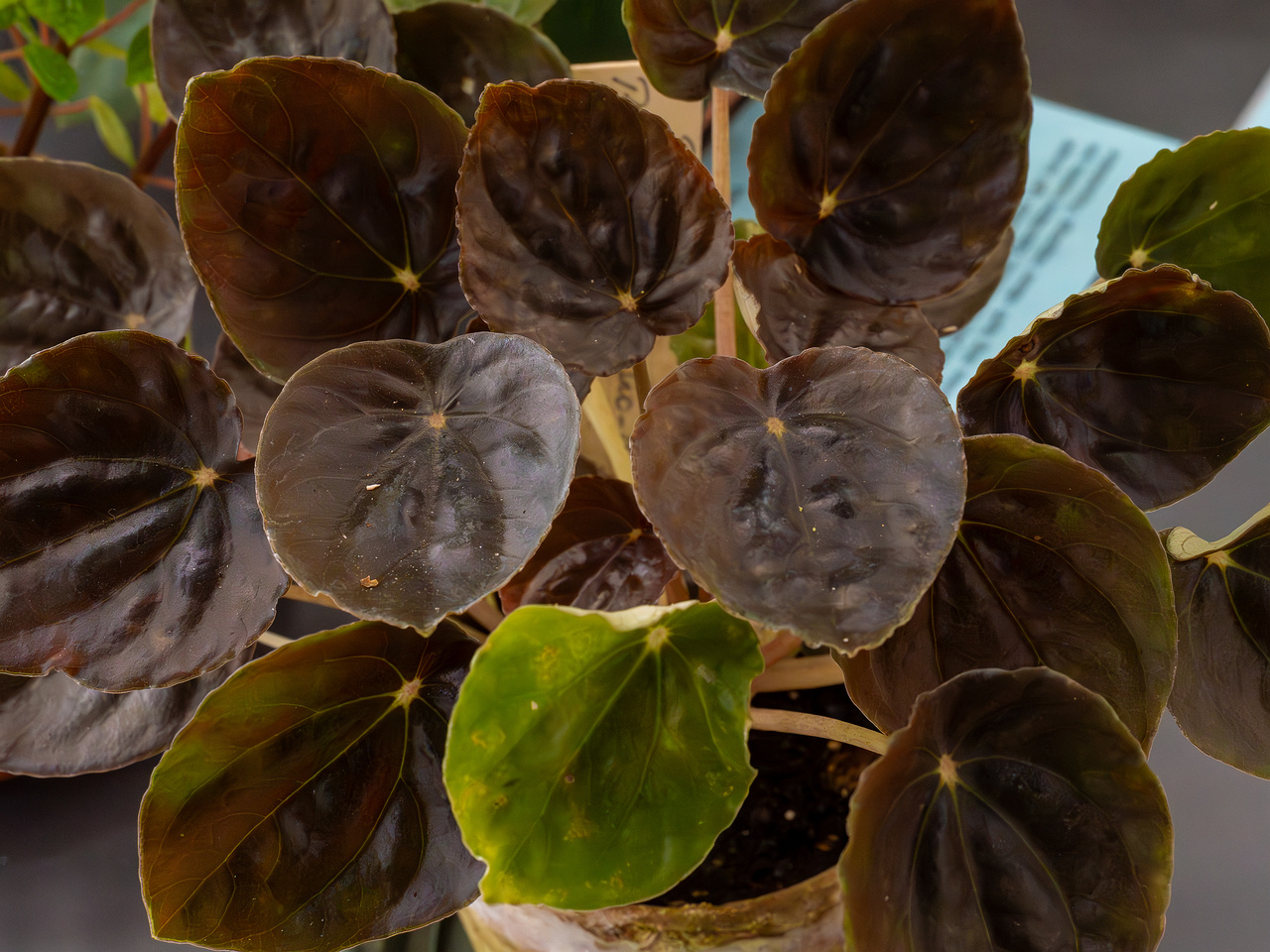 Peperomia griseoargentea _2025-04-12_1-1
