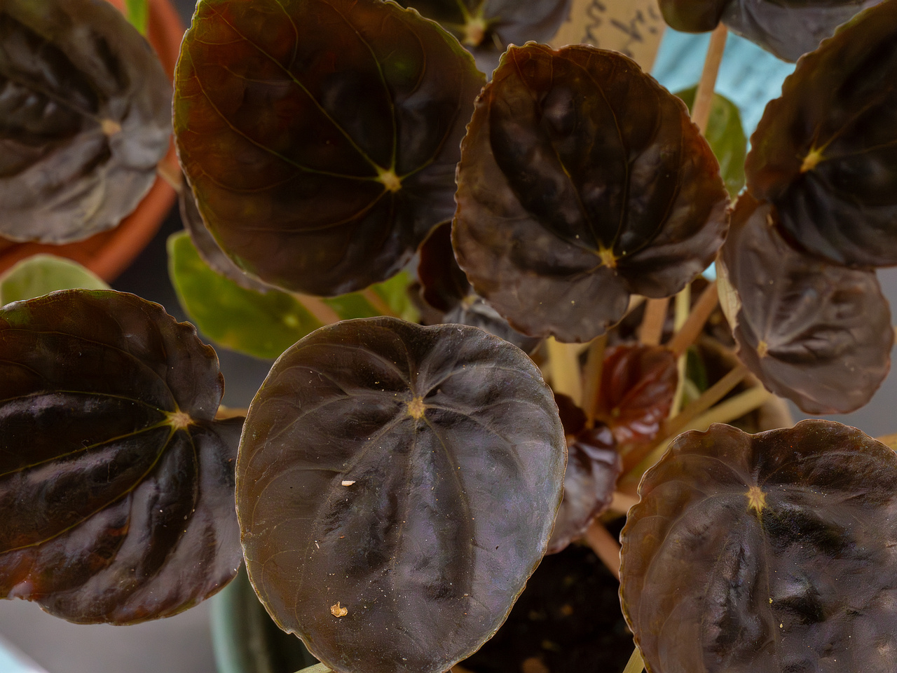 Peperomia griseoargentea _2025-04-12_1-3