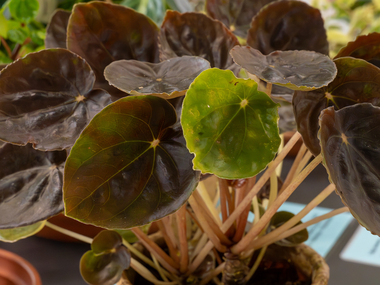Peperomia griseoargentea _2025-04-12_1-4