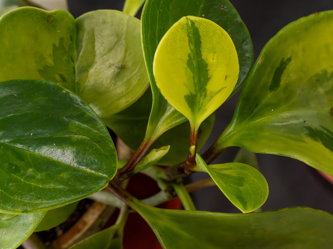 !Peperomia obtusifolia 'Variegata'_2025-04-12_1-3