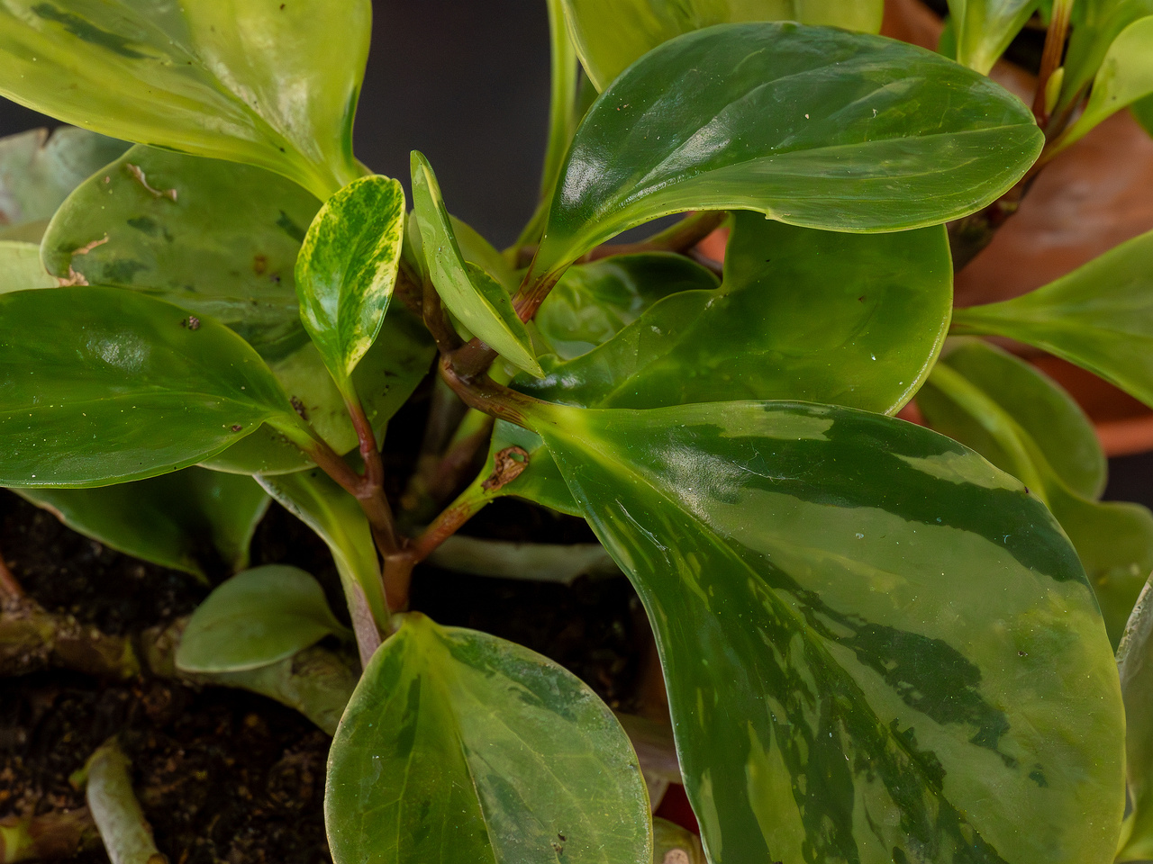 Peperomia obtusifolia 'Variegata'_2025-04-12_1-1