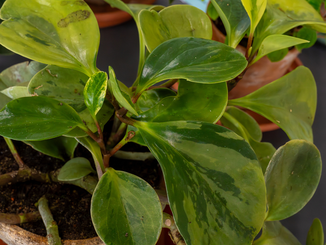 Peperomia obtusifolia 'Variegata'_2025-04-12_1-2