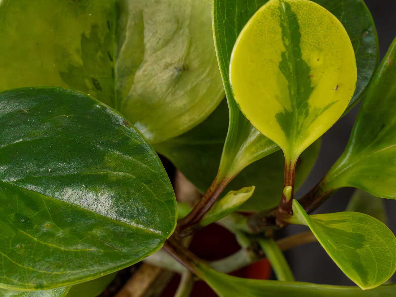 Peperomia obtusifolia 'Variegata'_2025-04-12_1-4