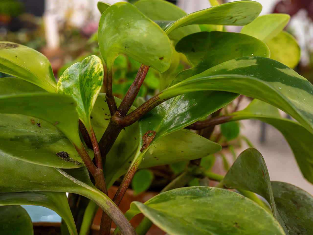 Peperomia obtusifolia 'Variegata'_2025-04-12_1-5