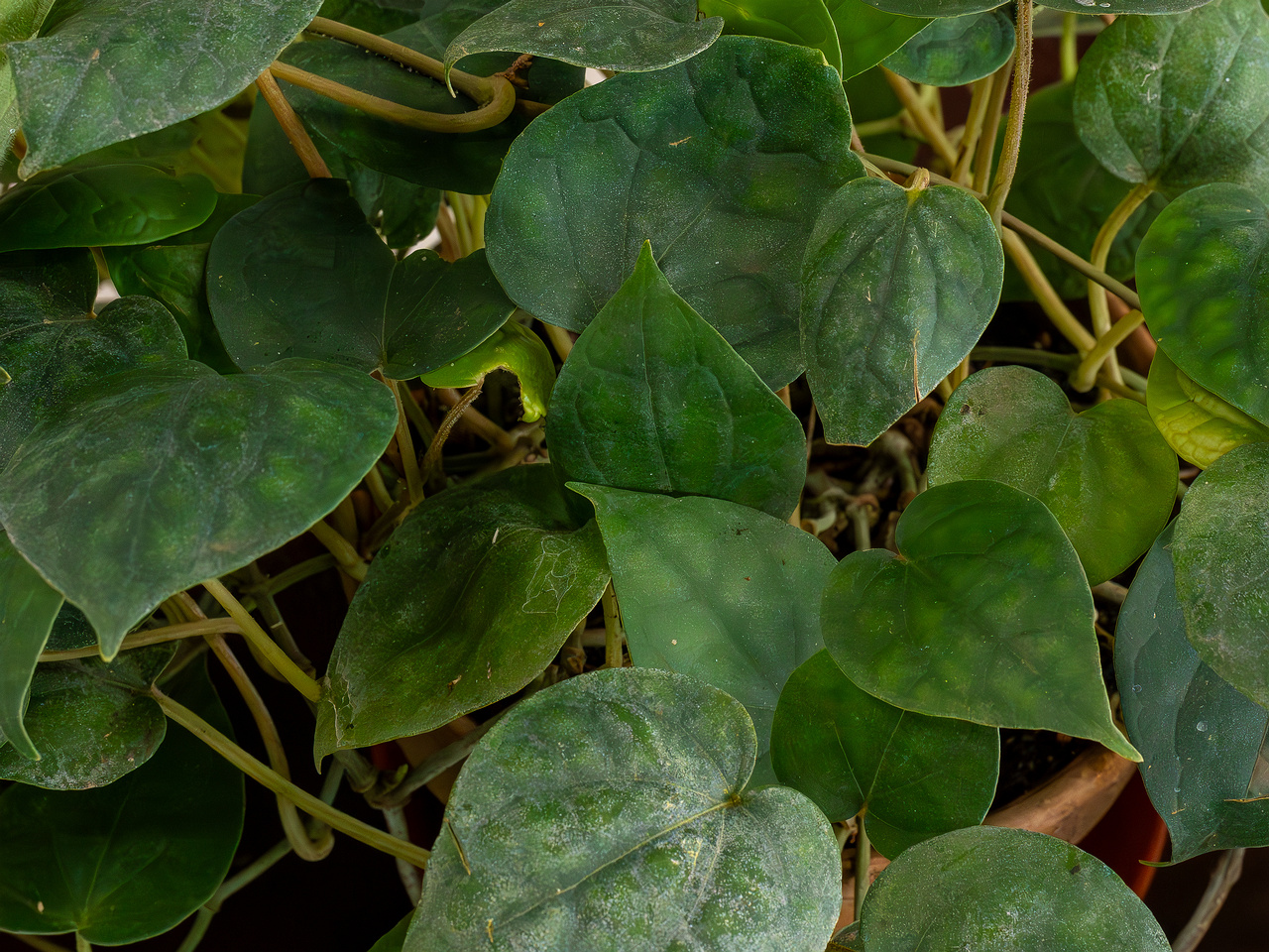 Piper nigrum _2025-04-12_1-2