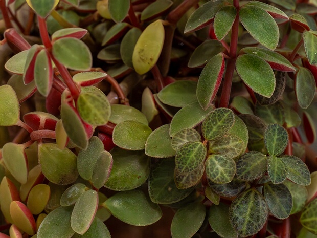 Пеперомия мутовчатая 'Красное Бревно' - Peperomia verticillata 'Red Log'