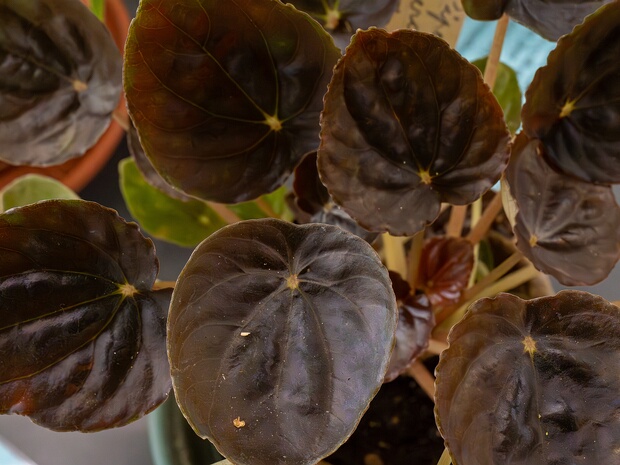 Пеперомия серо-серебристая - Peperomia griseo-argentea