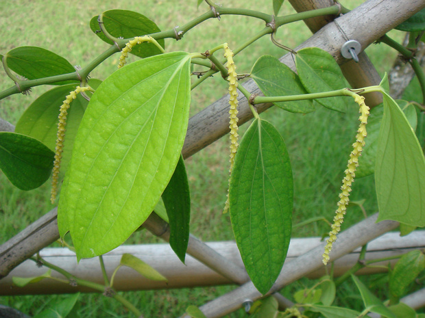 Перечные - Piperaceae The Piperaceae, also known as the pepper family, are a large family of flowering plants. The group contains roughly...
