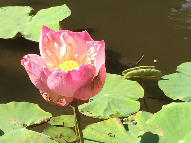 Лотосовые - Nelumbonaceae