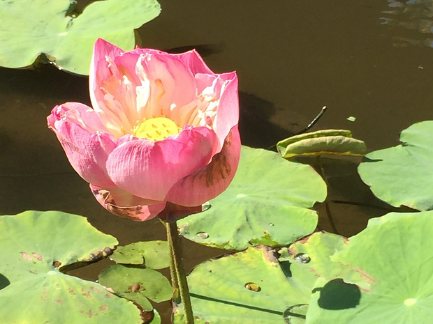Лотос орехоносный - Nelumbo nucifera