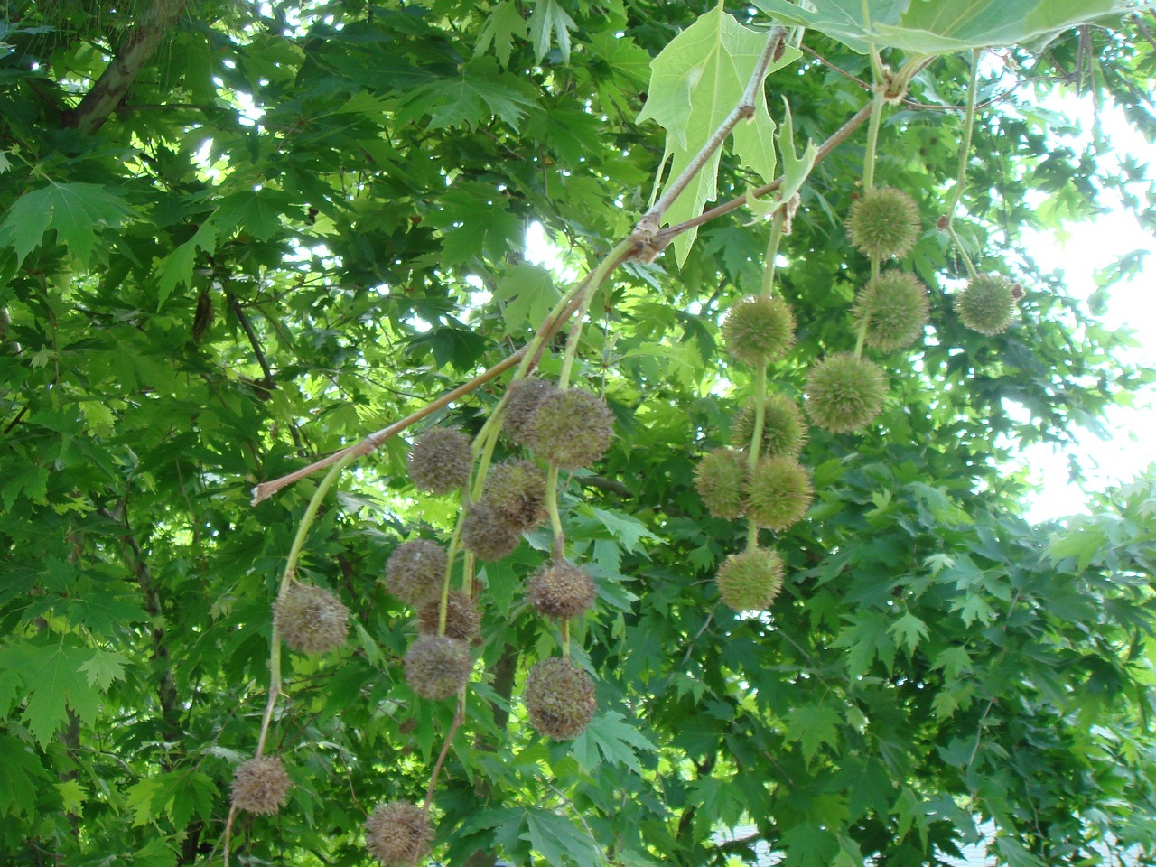 DSC06969