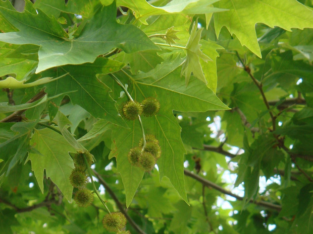 Платановые - Platanaceae