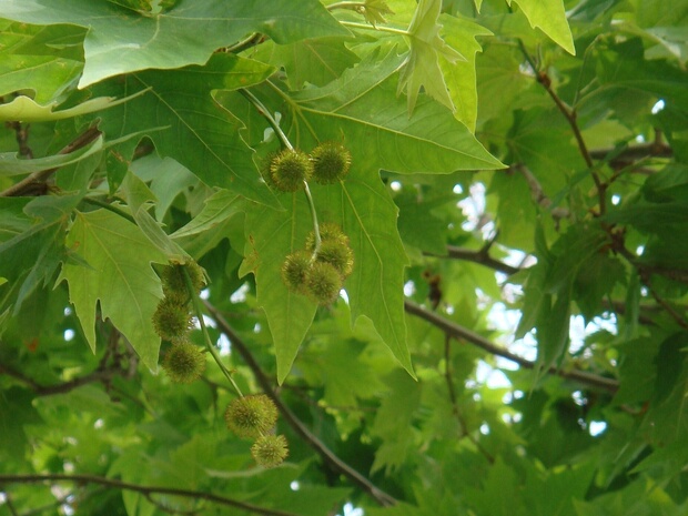 Платан восточный - Platanus orientalis