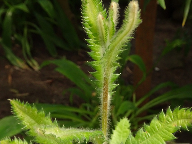 Банксия пильчатая - Banksia serrata