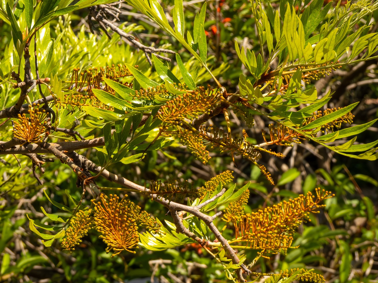 Grevillea robusta _2025-05-17_1-12