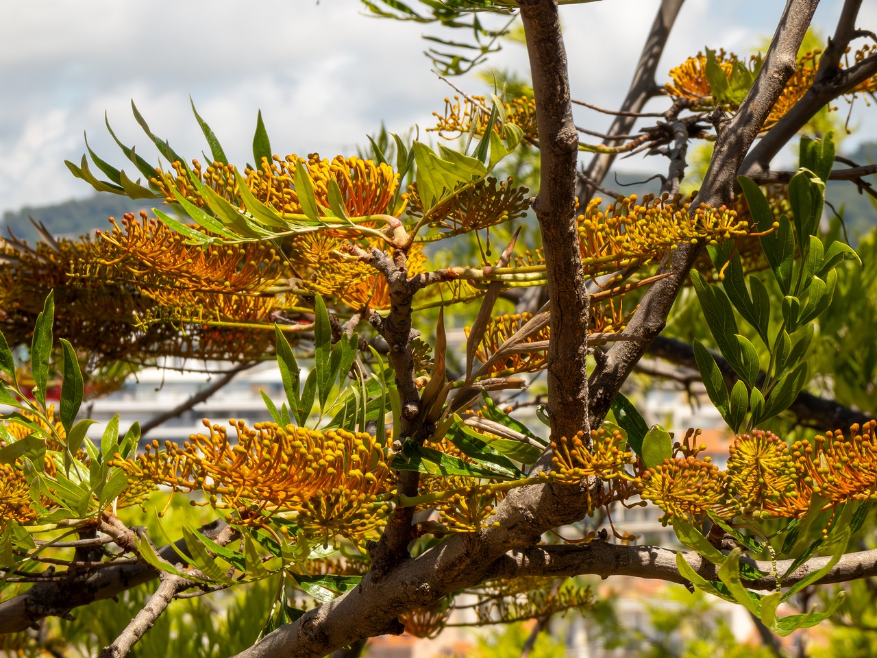 Grevillea robusta _2025-05-17_1-9